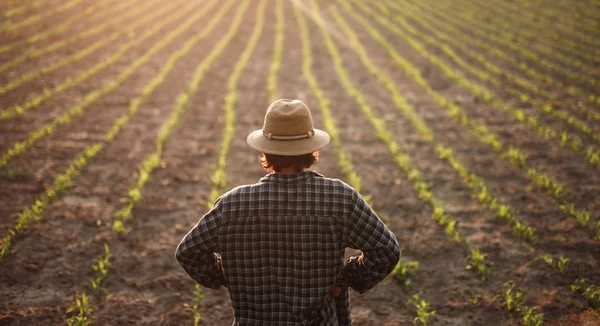 Agricultor em pé no campo com crescimento jovem Imagem De Stock