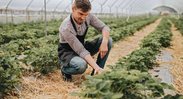 Rolnik badający zbiory truskawek w szklarni — Zdjęcie stockowe