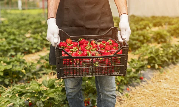 Καλλιεργητής συγκομιδή φραουλών στην εκμετάλλευση — Φωτογραφία Αρχείου