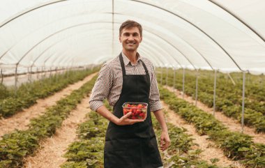 Cheerful farmer with strawberry in greenhouse