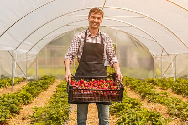 Encantado granjero con caja de fresas en invernadero —  Fotos de Stock