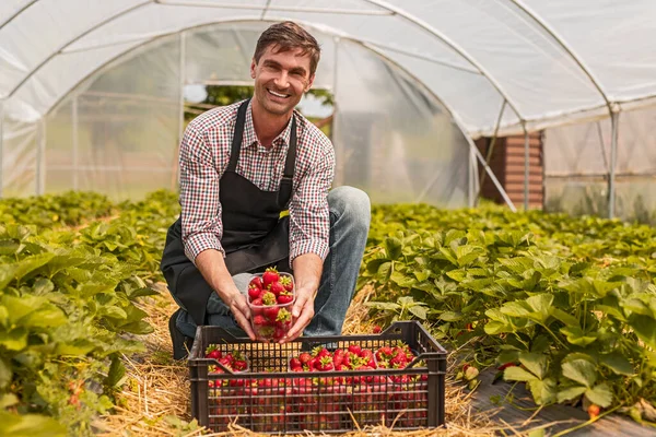 Optimistic farmer showing strawberries in hothouse — 스톡 사진