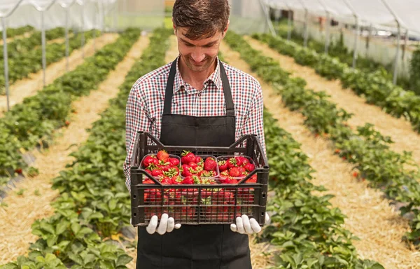 Cheerful farmer with box of ripe strawberries in modern greenhouse — ストック写真