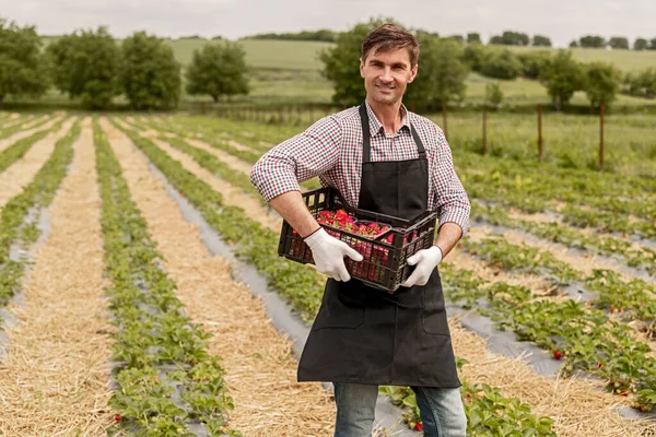 Cheerful man harvesting strawberries on farm — Stock Fotó