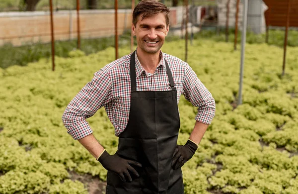 Happy successful farmer standing on lettuce plantation — Stockfoto