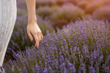 Crop female touching lavender flowers in field