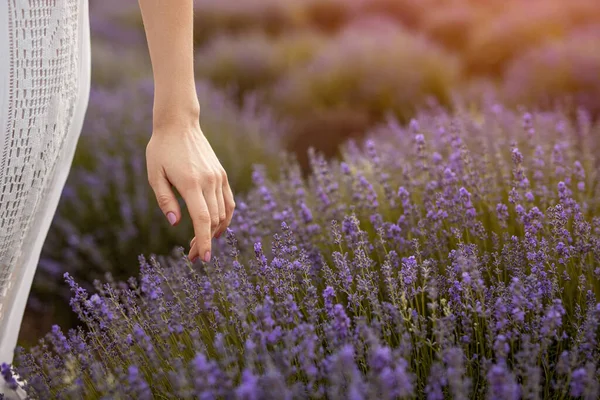 Crop female touching lavender flowers in field — Stock Photo, Image