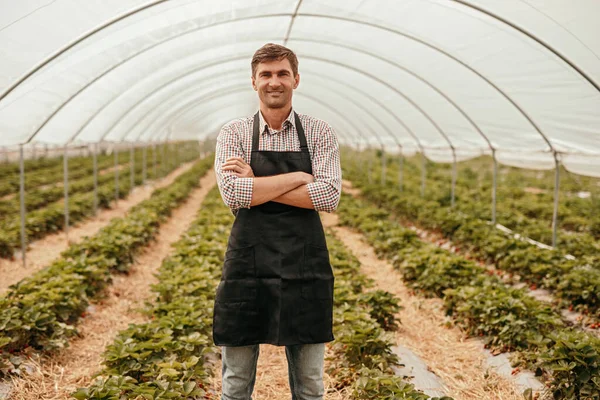 Άνδρας ιδιοκτήτης του θερμοκηπίου με φράουλες φυτά κοιτάζοντας κάμερα — Φωτογραφία Αρχείου