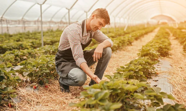 Farmer tending crops in hothouse — Stock Photo, Image
