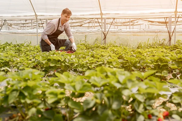 온실에서 딸기를 따고 있는 수컷 농부 — 스톡 사진