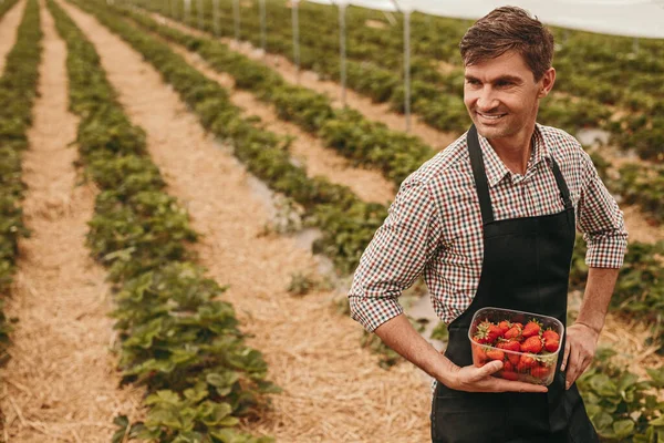 Agricultor seguro en invernadero de fresas —  Fotos de Stock