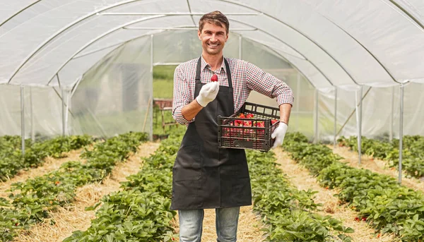 Χαρούμενος κηπουρός που μαζεύει φράουλες στο πράσινο σπίτι — Φωτογραφία Αρχείου