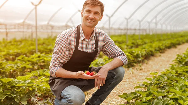Veselý farmář sbírá jahody ve skleníku — Stock fotografie