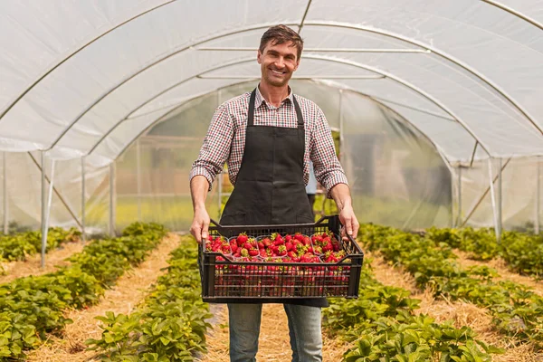 Χαρούμενος κηπουρός με καφάσι φράουλες στο θερμοκήπιο — Φωτογραφία Αρχείου