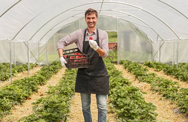 Χαρούμενος κηπουρός που δείχνει φράουλα από κιβώτιο — Φωτογραφία Αρχείου