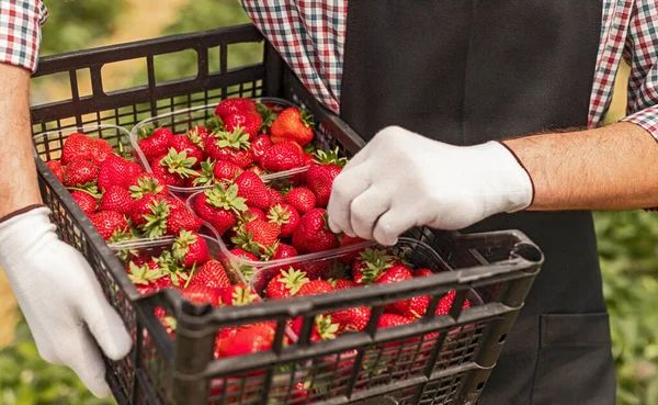 Καλλιεργητής που μεταφέρει κουτί με φράουλες — Φωτογραφία Αρχείου