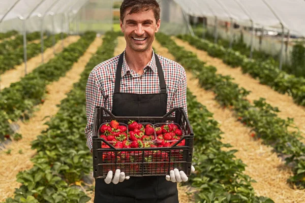 Delighted gardener in strawberry greenhouse