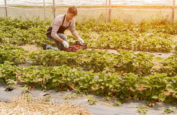 Άνδρας που συλλέγει φράουλες στον κήπο — Φωτογραφία Αρχείου