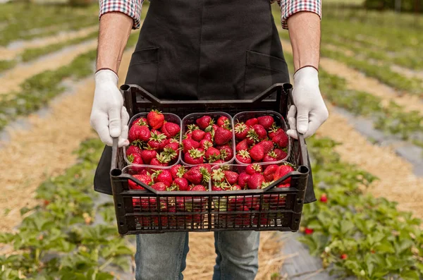 Productor de cultivos que muestra fresas cosechadas —  Fotos de Stock