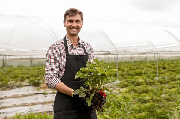 Šťastný farmář s vykořeněnou jahodovou rostlinou v zahradě — Stock fotografie