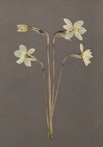 Το daffodils πιέζεται και αποξηραμένα. Vintage βοτανολόγιο φόντο σε γκρι χαρτί. — Φωτογραφία Αρχείου