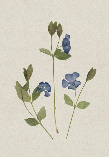 Πιεστικά και αποξηραμένα βότανα. Σαρωμένη εικόνα. Vintage βότανο φόντο σε παλιό χαρτί. Κάθετη σύνθεση του χόρτου με μπλε λουλούδια σε χαρτόνι. — Φωτογραφία Αρχείου