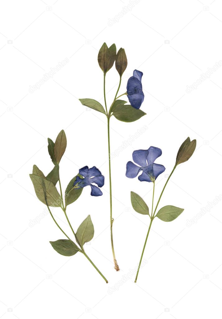 Herbarium. Composition of pressed and dried grass with blue flowers on white background.