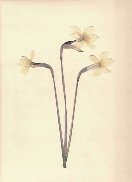 Ingedrukt Gedroogde Narcissen Witte Narcis Gescande Afbeelding Vintage Herbarium Achtergrond — Stockfoto