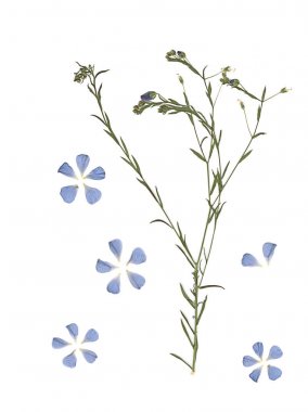 Ütülenmiş ve kurutulmuş çayır çiçekleri. Taranmış görüntü. Antika bitkiler. Beyaz arka planda çimenlerin ve mavi çiçeklerin bileşimi.