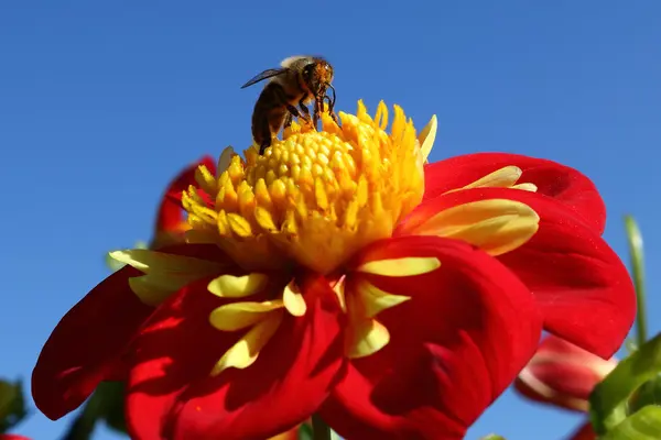 Kırmızı çiçek. Mavi gökyüzü. bir çiçek arıya. yakın çekim