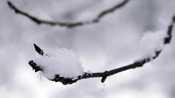 Inverno. mani - rami tengono la neve . — Video Stock