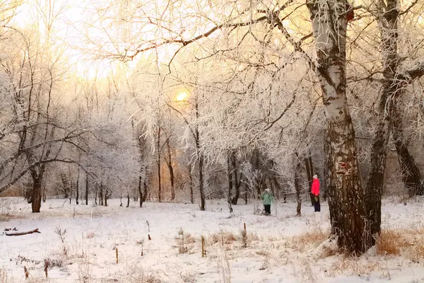 wwinter, gün batımında orman manzarası. insanlar, gün batımında orman manzarası. Insanlar