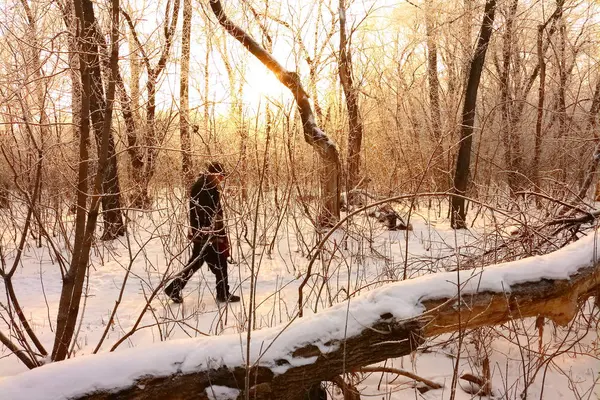 wwinter, gün batımında orman manzarası. insanlar, gün batımında orman manzarası. Insanlar