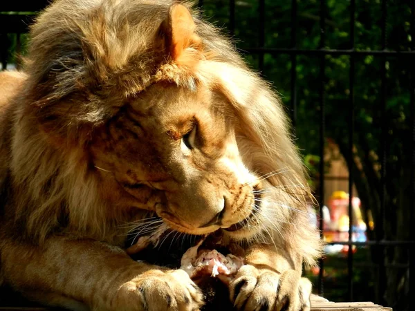  Aslan Altay, adında bir hayvanat bahçesinde bir parça et yiyor 