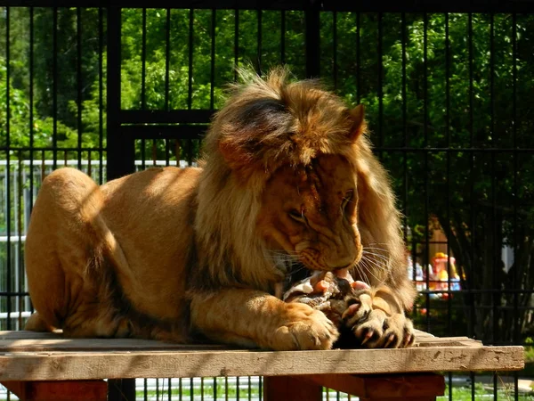  Aslan Altay, adında bir hayvanat bahçesinde bir parça et yiyor 