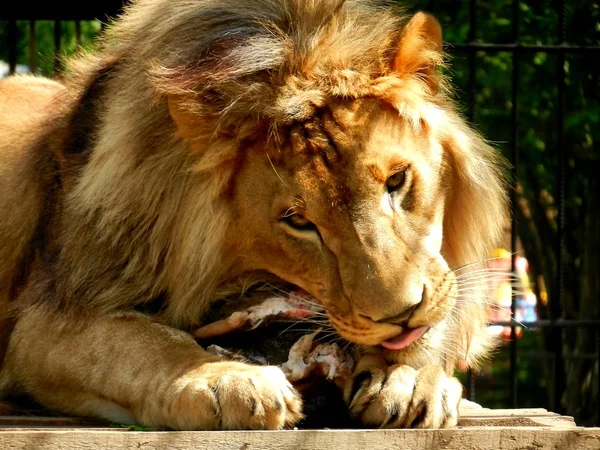  Aslan Altay, adında bir hayvanat bahçesinde bir parça et yiyor 