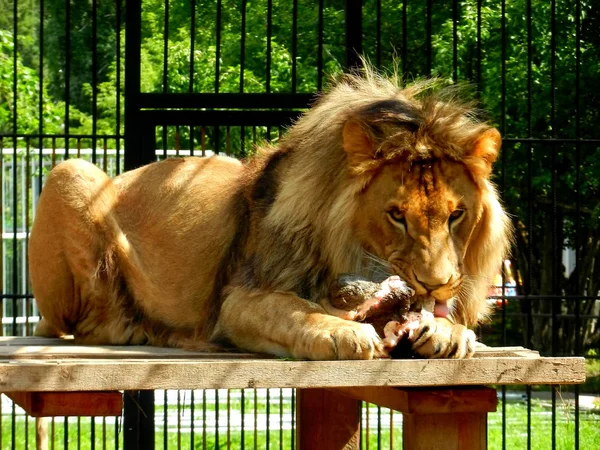 Leão Chamado Altai Come Pedaço Carne Zoológico — Fotografia de Stock