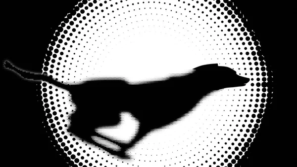 yarı ton yaban hayatı bir dünya. köpek