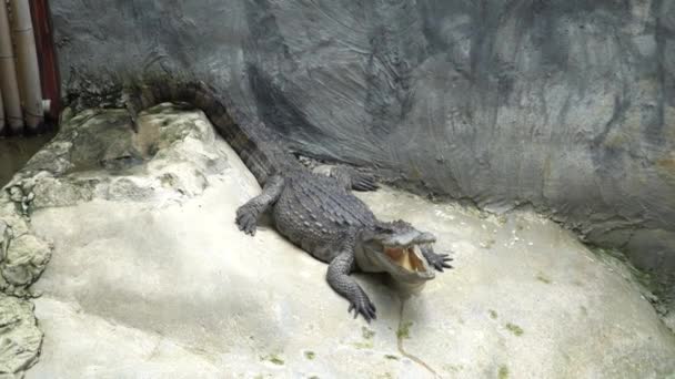 Timsah Bir Crocodiles Hayvanat Bahçesinde Istirahat Ağız Açtı — Stok video