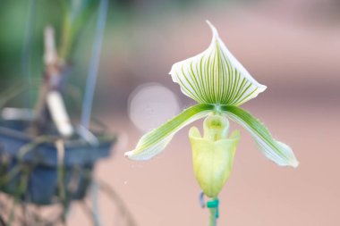 Güzel beyaz ve yeşil orkide çiçekleri ve bahçede yeşil yapraklar