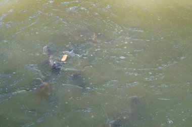 Havuzda yüzen bir grup balık. Oksijen için ağız açık. Nefes almak için.