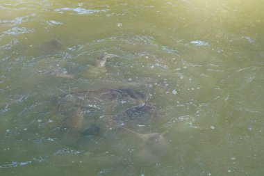 Havuzda yüzen bir grup balık. Oksijen için ağız açık. Nefes almak için.