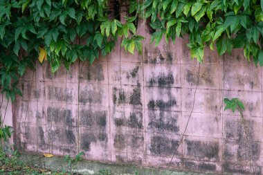 Eski pembe duvarlarda yeşil bitki