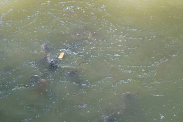 Havuzda yüzen bir grup balık. Oksijen için ağız açık. Nefes almak için.