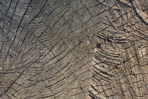 Circle wood texture — Stock Photo, Image