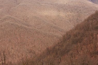 kuş uçuş ormandan