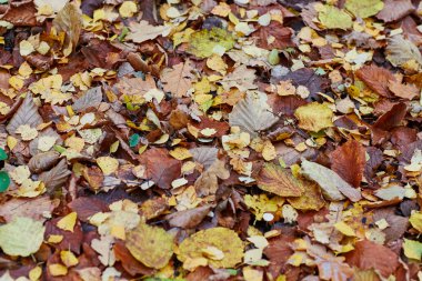 Sonbaharda dökülen yapraklar