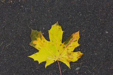 Sonbaharda dökülen yapraklar