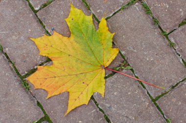 Sonbaharda dökülen yapraklar