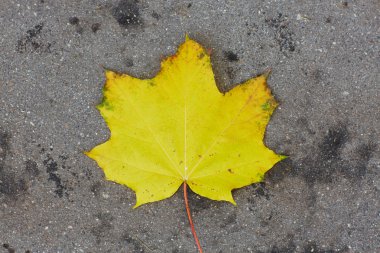 Sonbaharda dökülen yapraklar